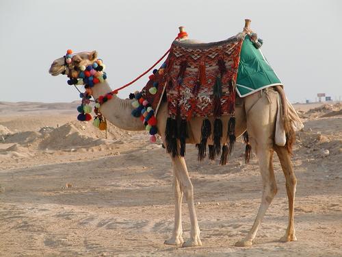 Marsa Alam into the desert by camel
