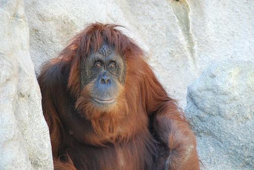 Orangutan in the Monkey Jungle in Miami