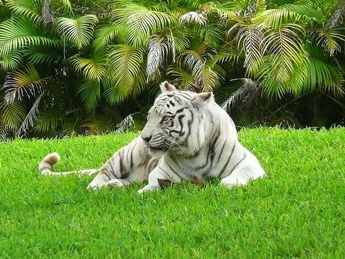 Bengal Tigers in Metrozoo Miami