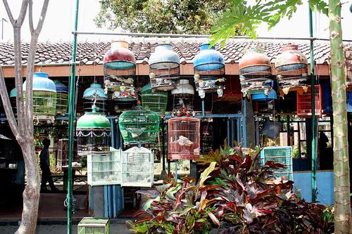 Pasar Ngasem in Yogyakarta 