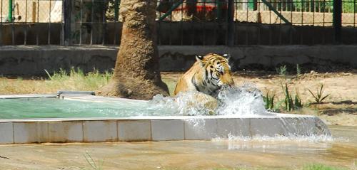 Baghdad zoo slowly recovers