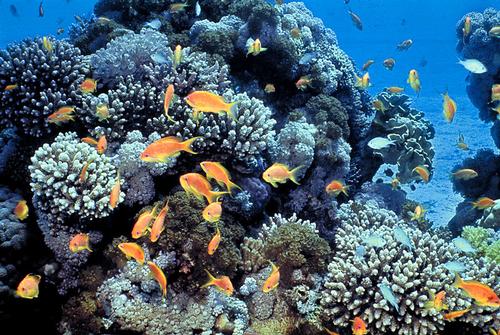 Coral reef in the gulf of Eilat