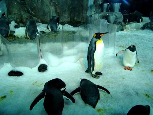 Penguins in Underwater World Kelly Tarlton’s in Auckland