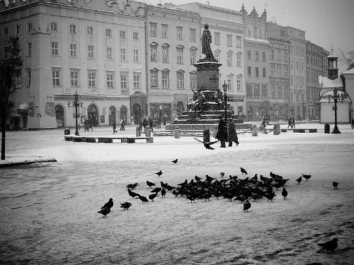 Krakow Pigeons on the Square in the winter 
