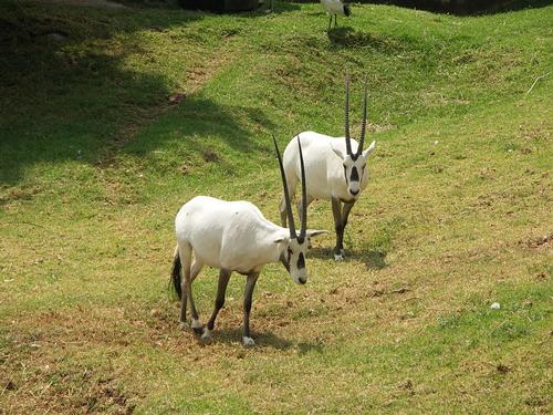 Oryxes in Johannesburg Zoo