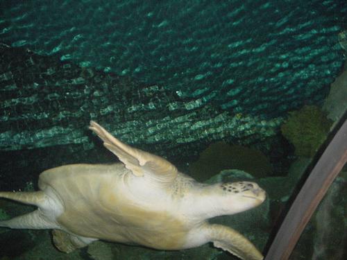 Sea Turtle in Mandalay Bay Shark Reef in Las Vegas 